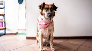 Interesting dog facts - dog wearing a scarf sitting