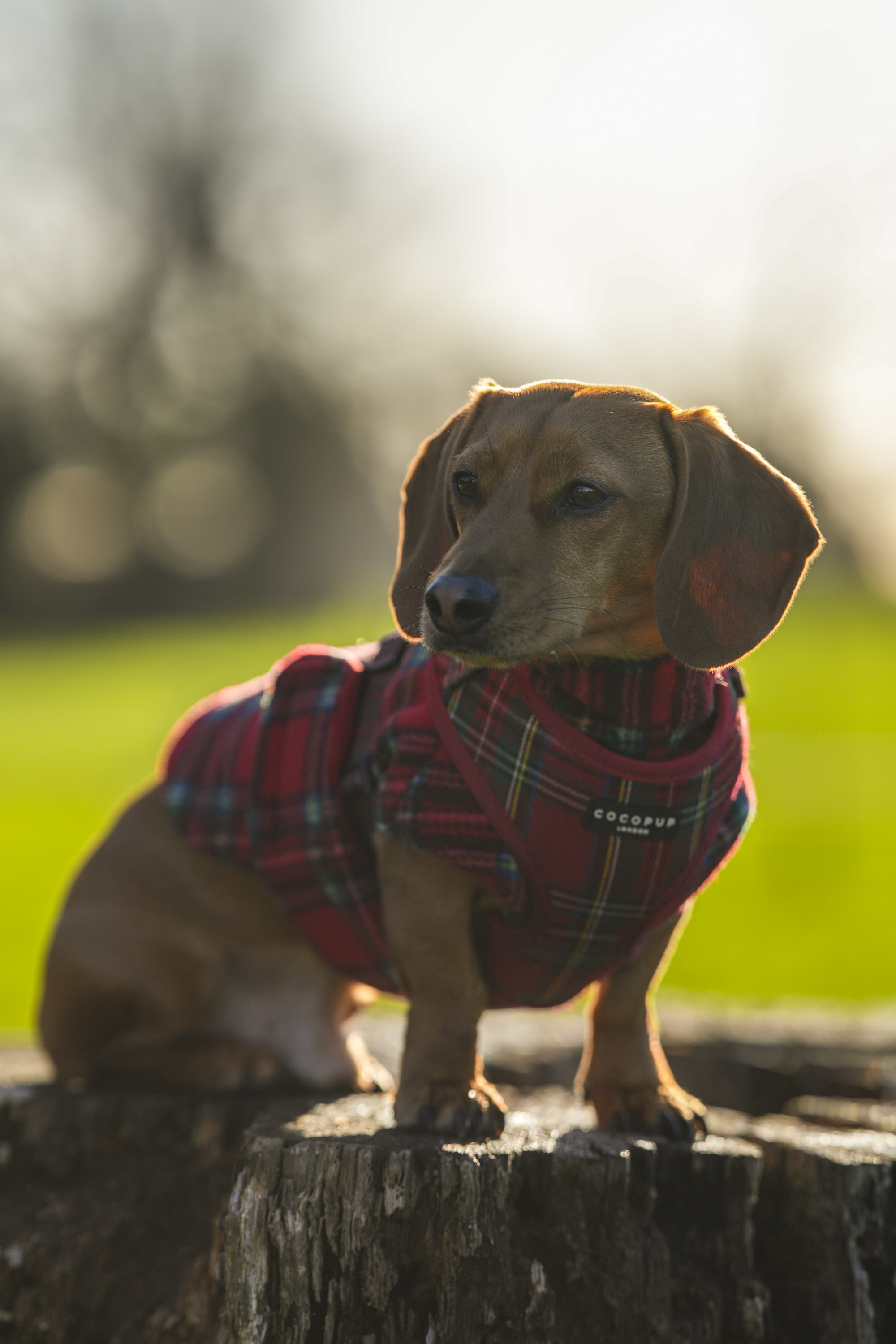 Test shots of a sausage dog dachshund with Sigma 135mm f/1.4 DG Art lens on a Sony A7R IV body