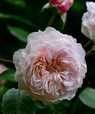 The rambling rose 'The Albrighton Rambler'