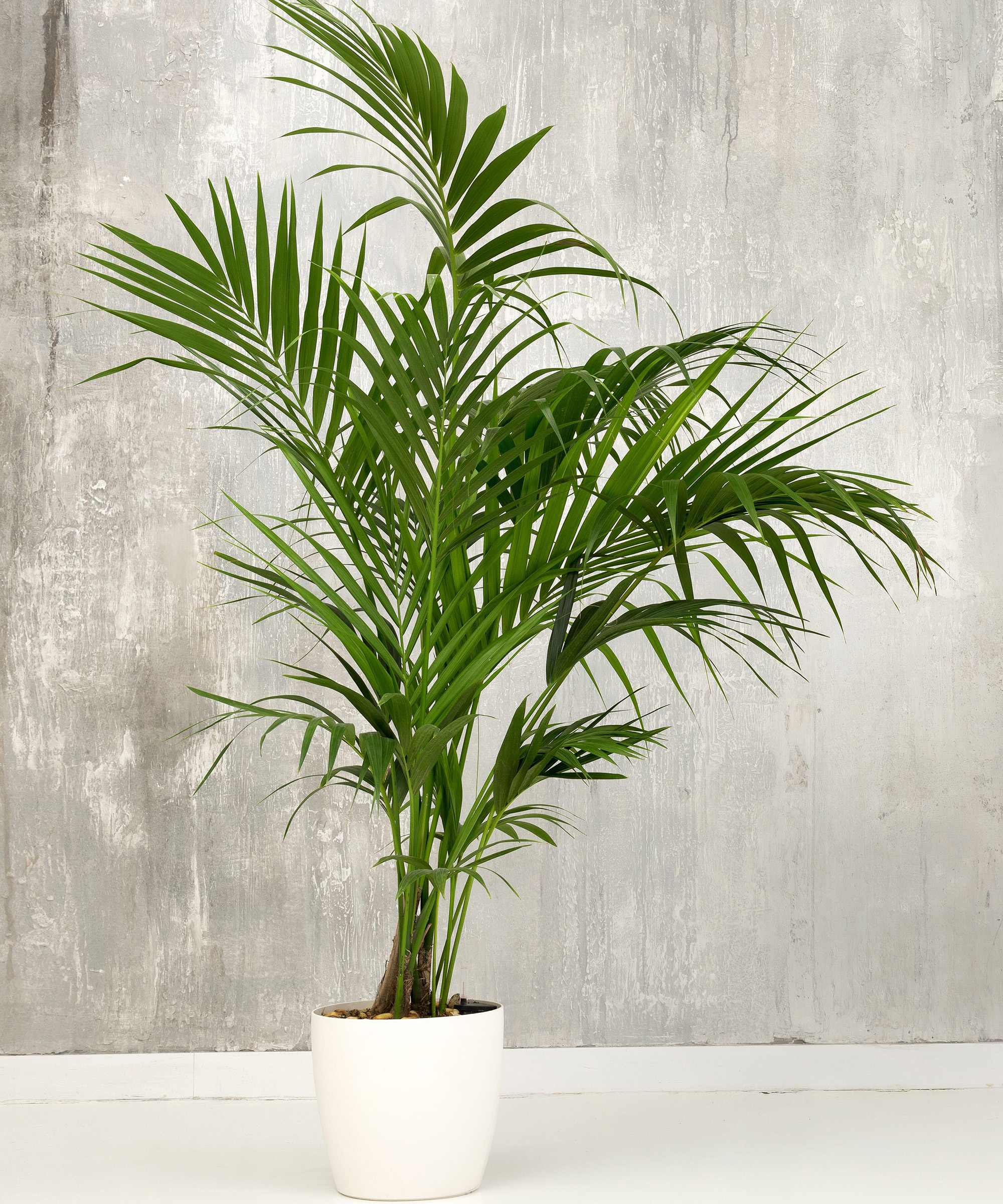 Fresh green fronds of a potted Kentia palm plant growing in a small white container