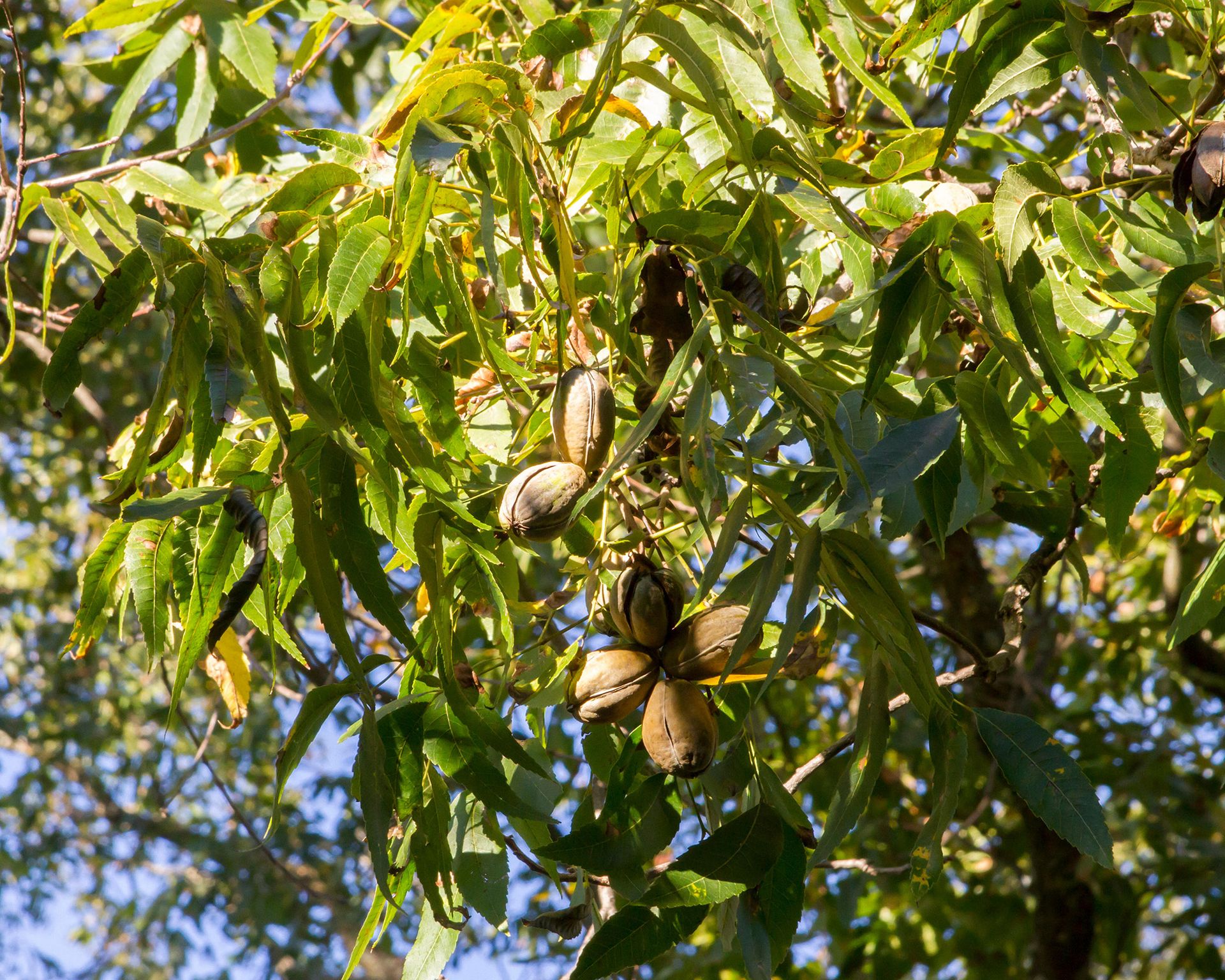Pecan tree care and growing guide expert tips for success Gardeningetc