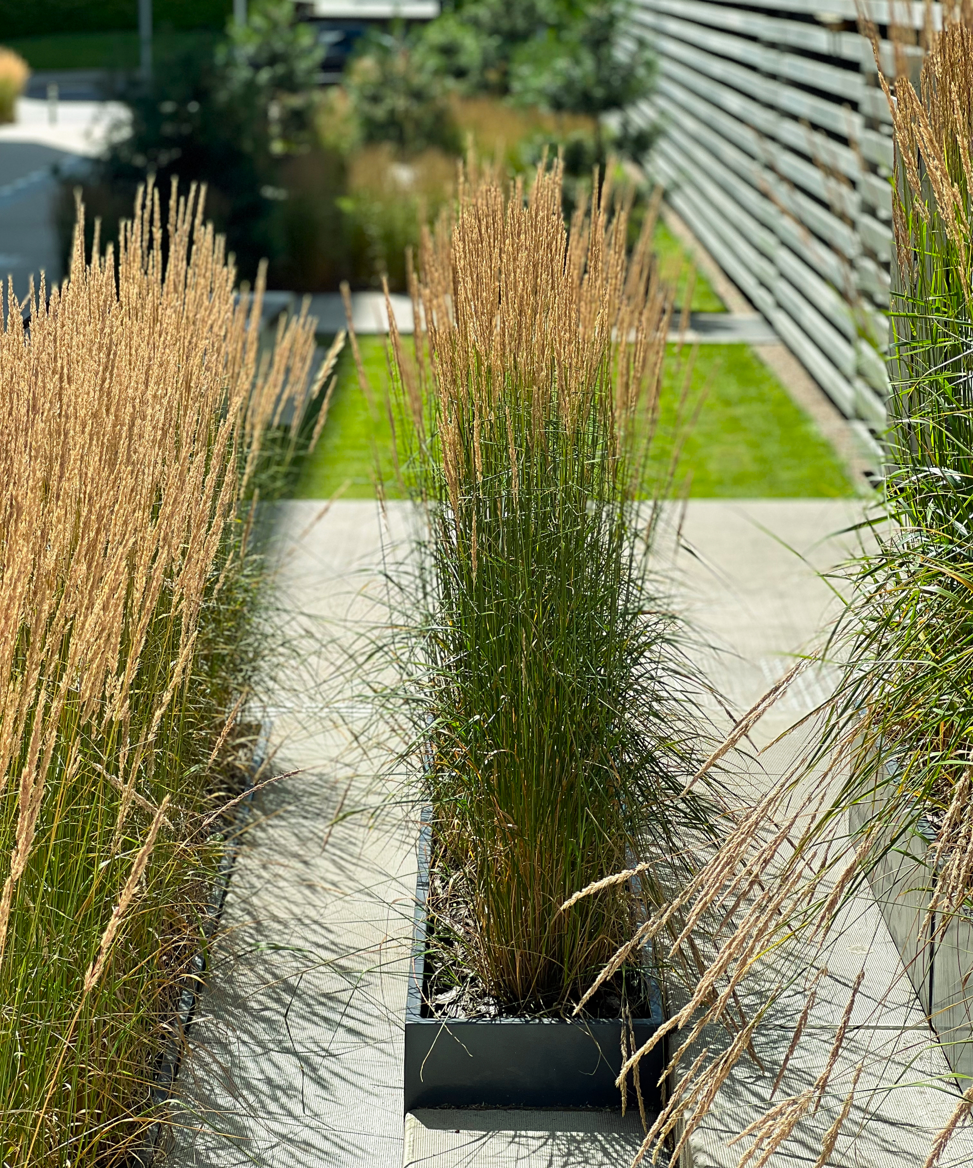 feather reed grass in a contemporary garden