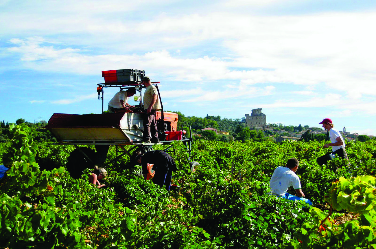 Domaine-La-Barroche-harvest.jpg