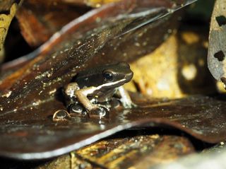 A male poison frog (<em>Allobates femoralis</em>) guards a clutch of eggs laid on leaf litter.