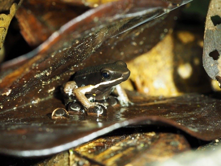 A male poison frog (&lt;em&gt;Allobates femoralis&lt;/em&gt;) guards a clutch of eggs laid on leaf litter.