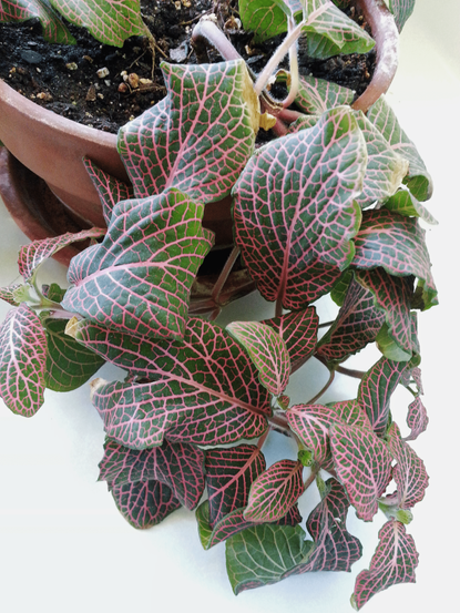 Green-Red Leaved Potted House Plant
