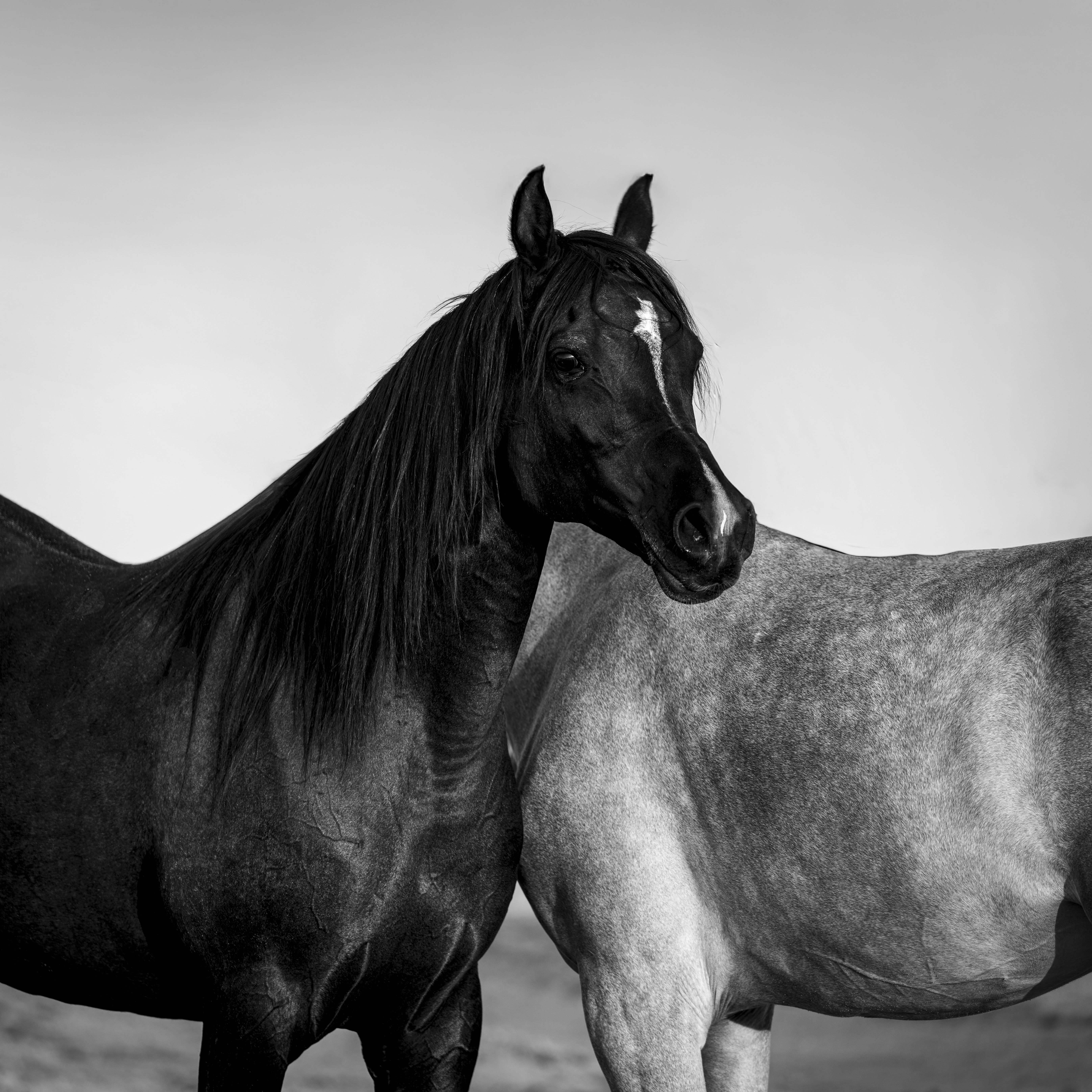 GuruShots - Powerful Black & White Jan 26