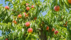 How to get a peach tree to fruit