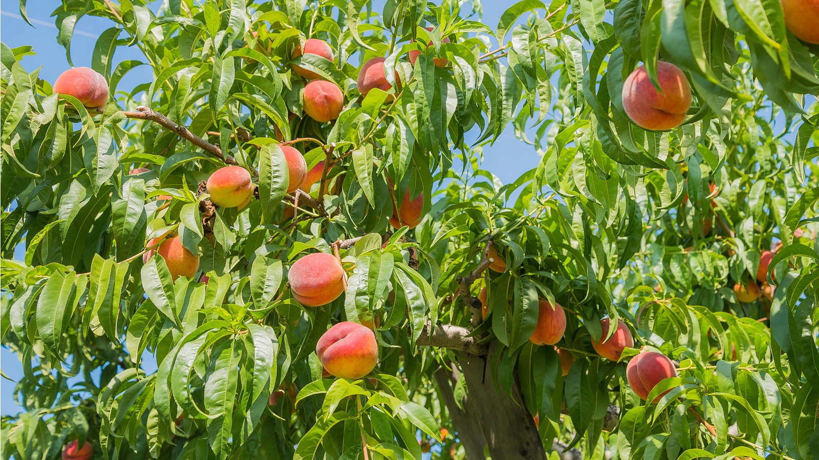 How to get a peach tree to fruit