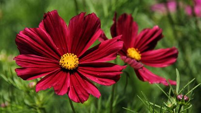 chocolate cosmos