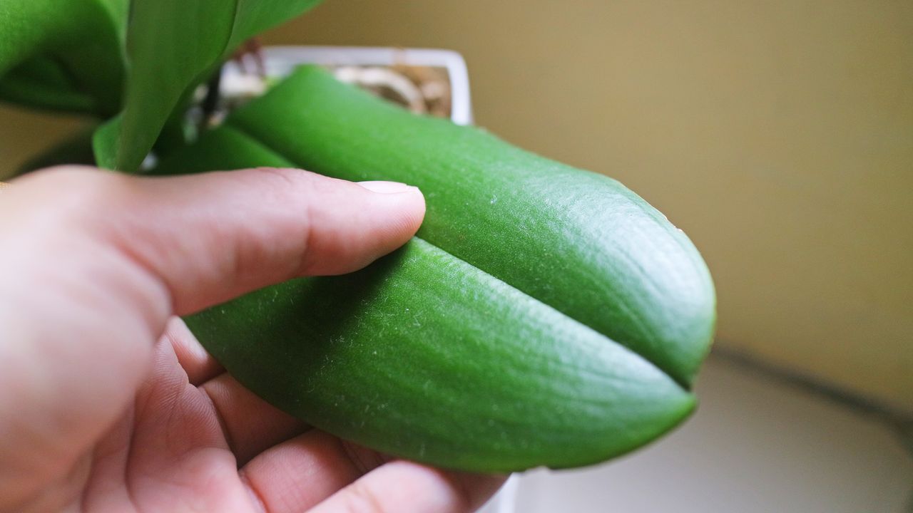 Examining sticky orchid leaf