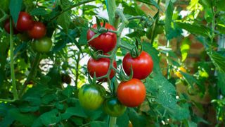 ripe tomatoes on plant