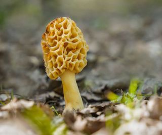 single morel mushroom growing