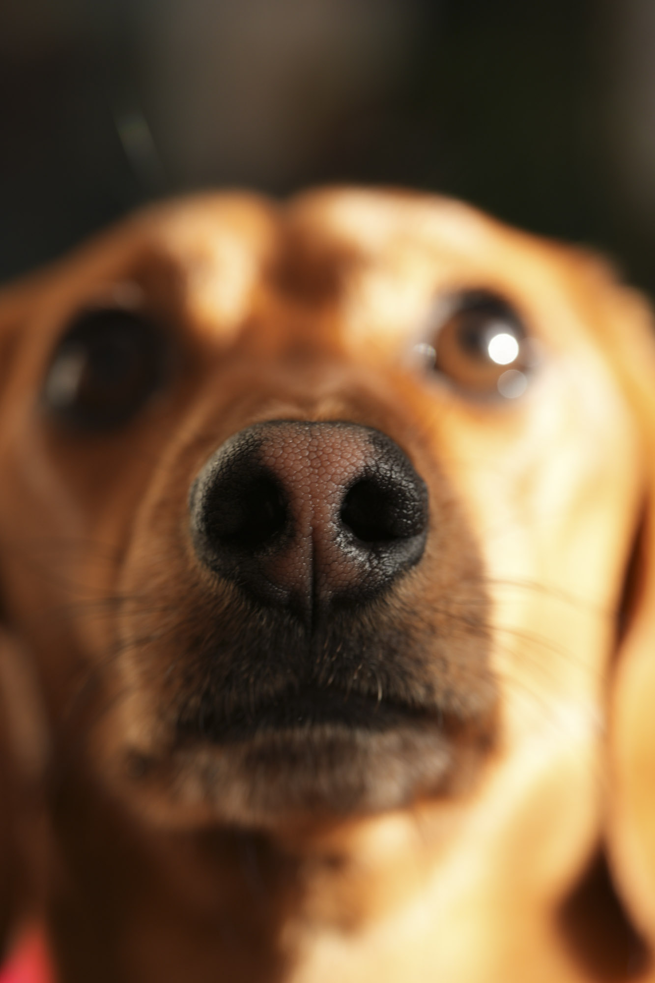Close-up test shot of a dachshund with the Sony FE 100mm f/2.8 Macro GM OSS lens and Sony A7R IV camera body