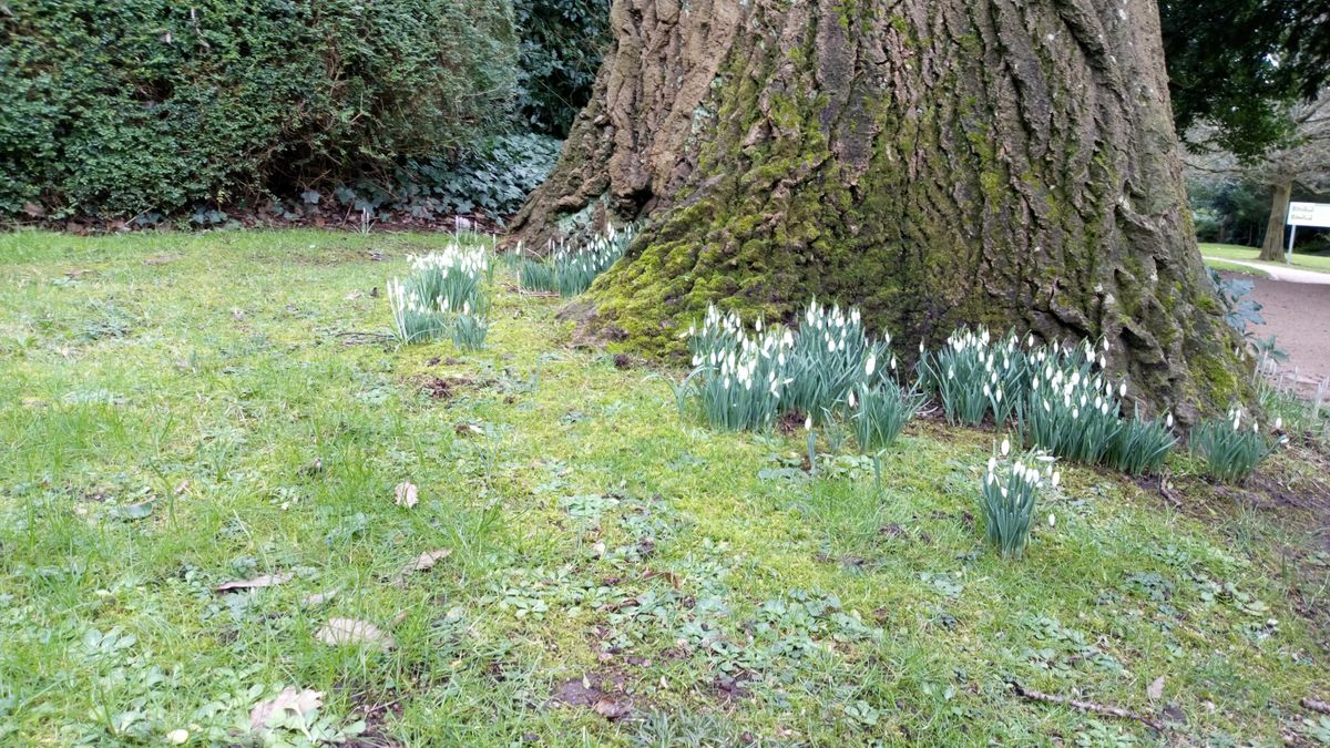 The Xperia L2 struggles with the pure white of the snowdrops here