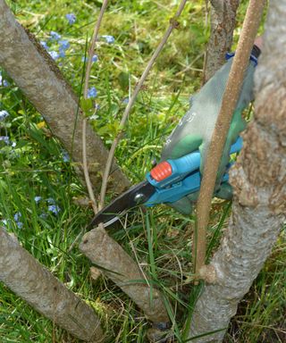 Using pruners to remove straggly growth from the base of a forsythia