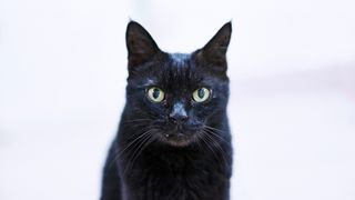 Portrait of black cat against white background