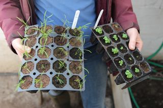 tray of dill seedlings in how to grow dill