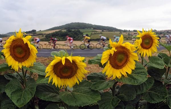 It just wouldn't be a Tour de France without pics of sunflowers.