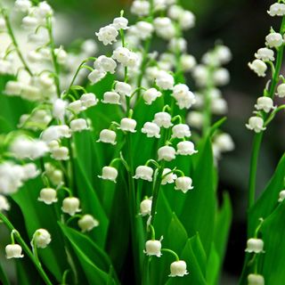 lily-of-the-valley is a plant harmpful to pets