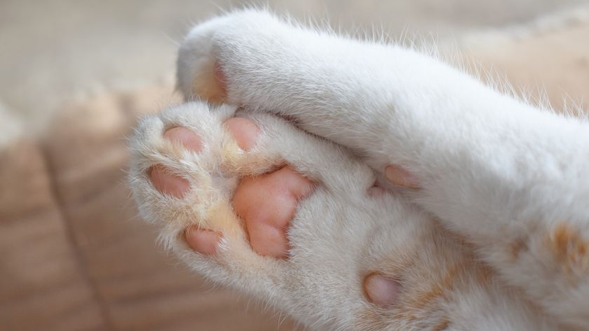 a close-up of a cat&#039;s &#039;toe beans&#039;