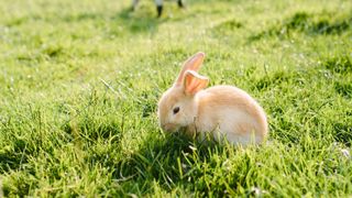 Rabbit eating grass outside