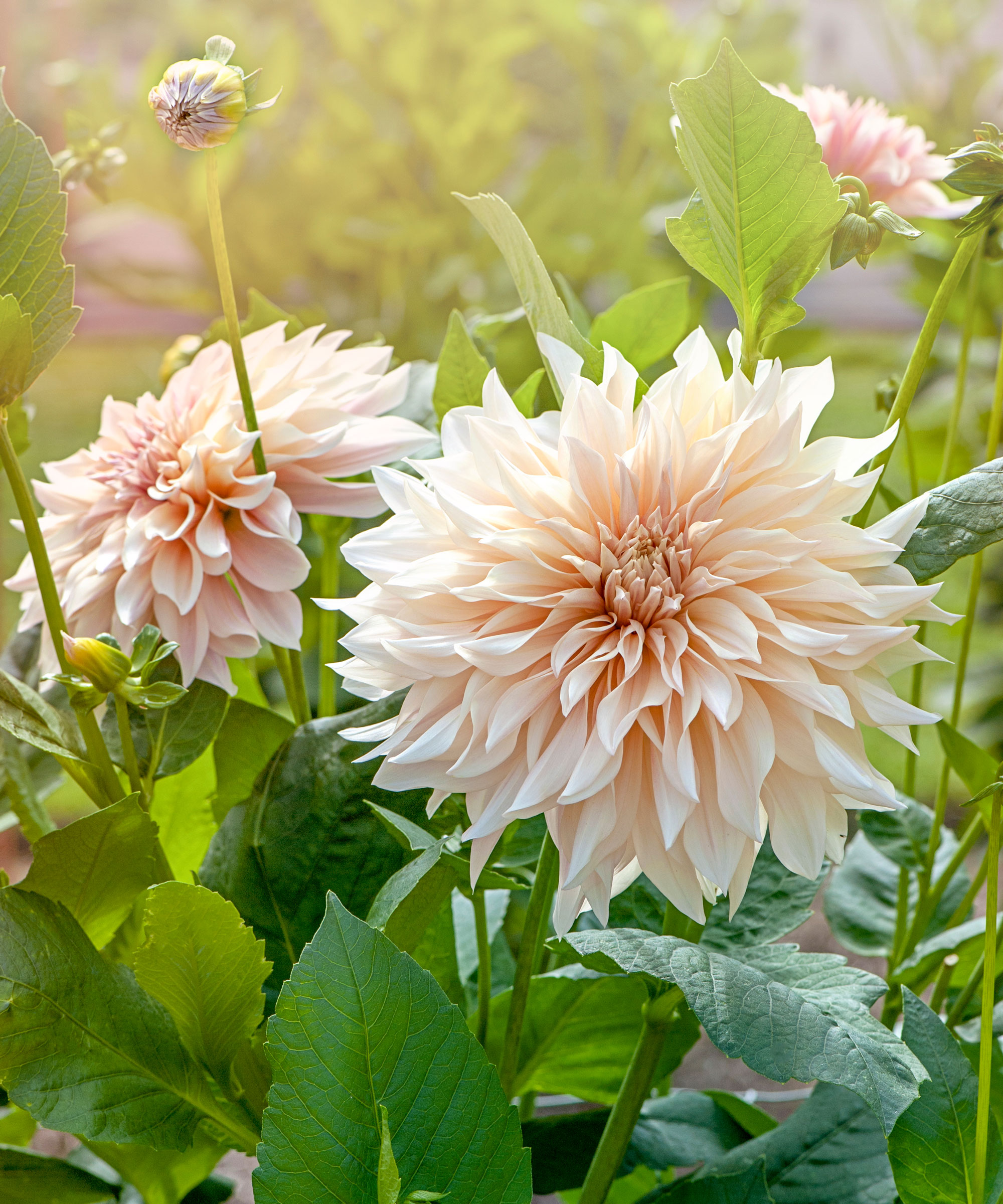 pale peach-pink color Cafe au Lait dahlia flowers