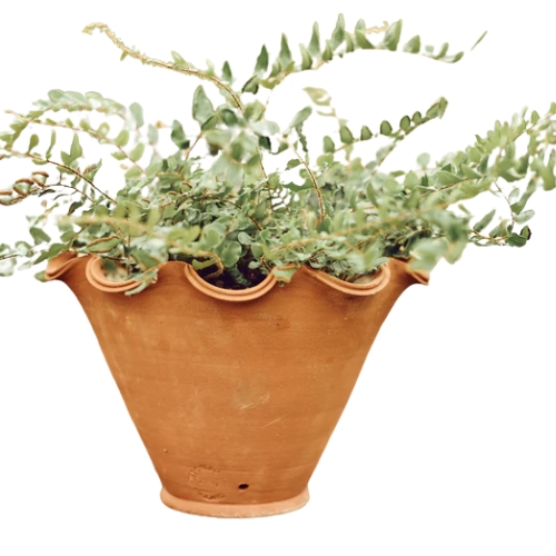 Rowen & Wren, Eden Terracotta Pot