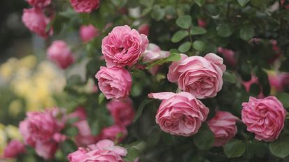 27 Stunning Pink Rose Varieties For Your Garden