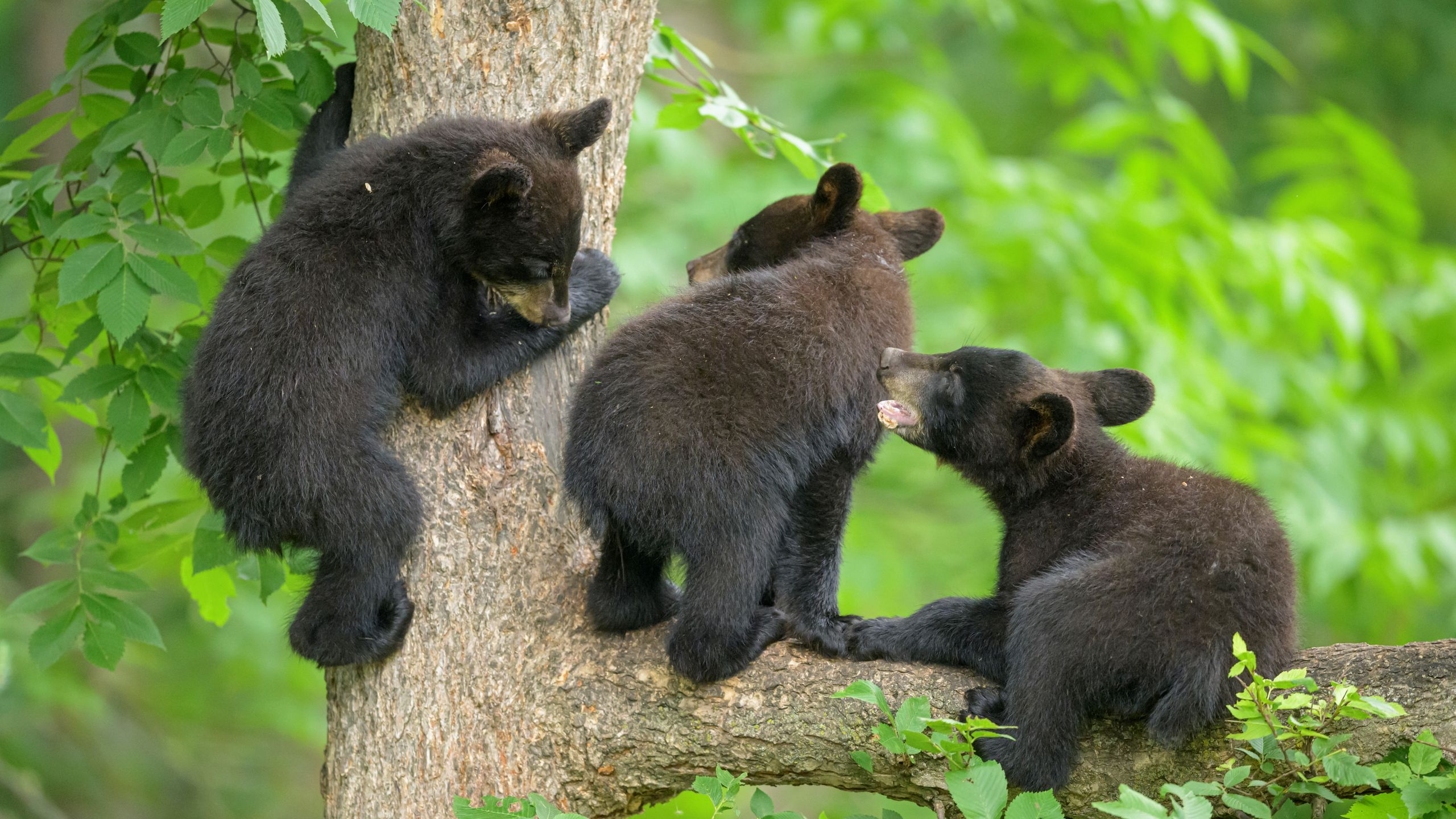 Trio of tiny bear cubs caught frolicking on camera by Lake Tahoe | Advnture
