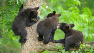 Three black bear cubs climbing tree