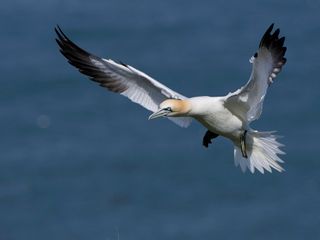 A day in the life of professional bird photographer Tesni Ward ...