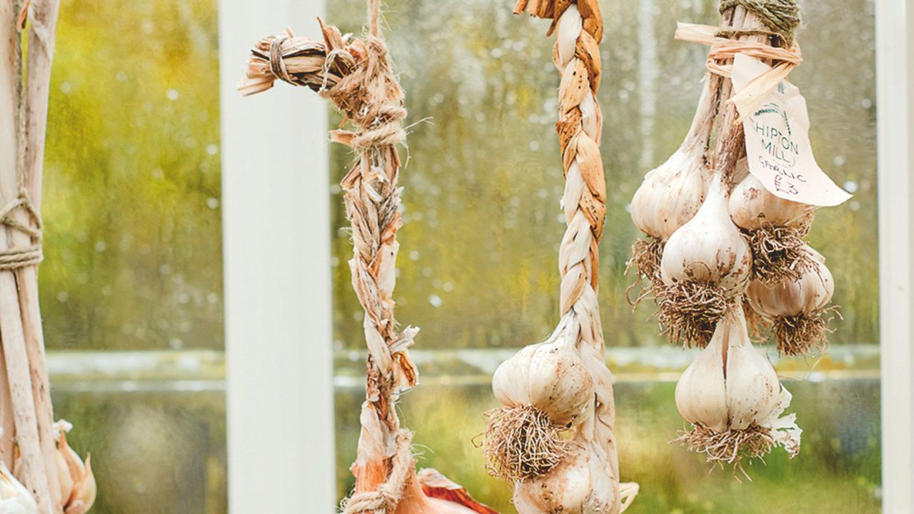 Plaited garlic bulbs hanging to dry next to greenhouse window