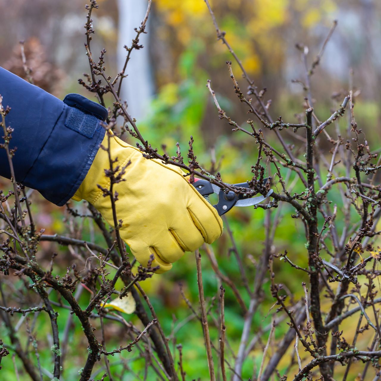 hand pruning bare shrub