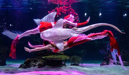 A Christmas-themed underwater show at an aquarium in Seoul.