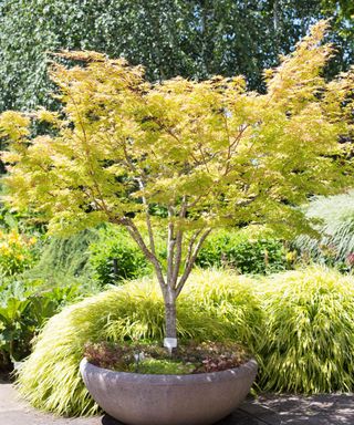 Acer palmatum 'Sango Kaku' Japanese maple tree