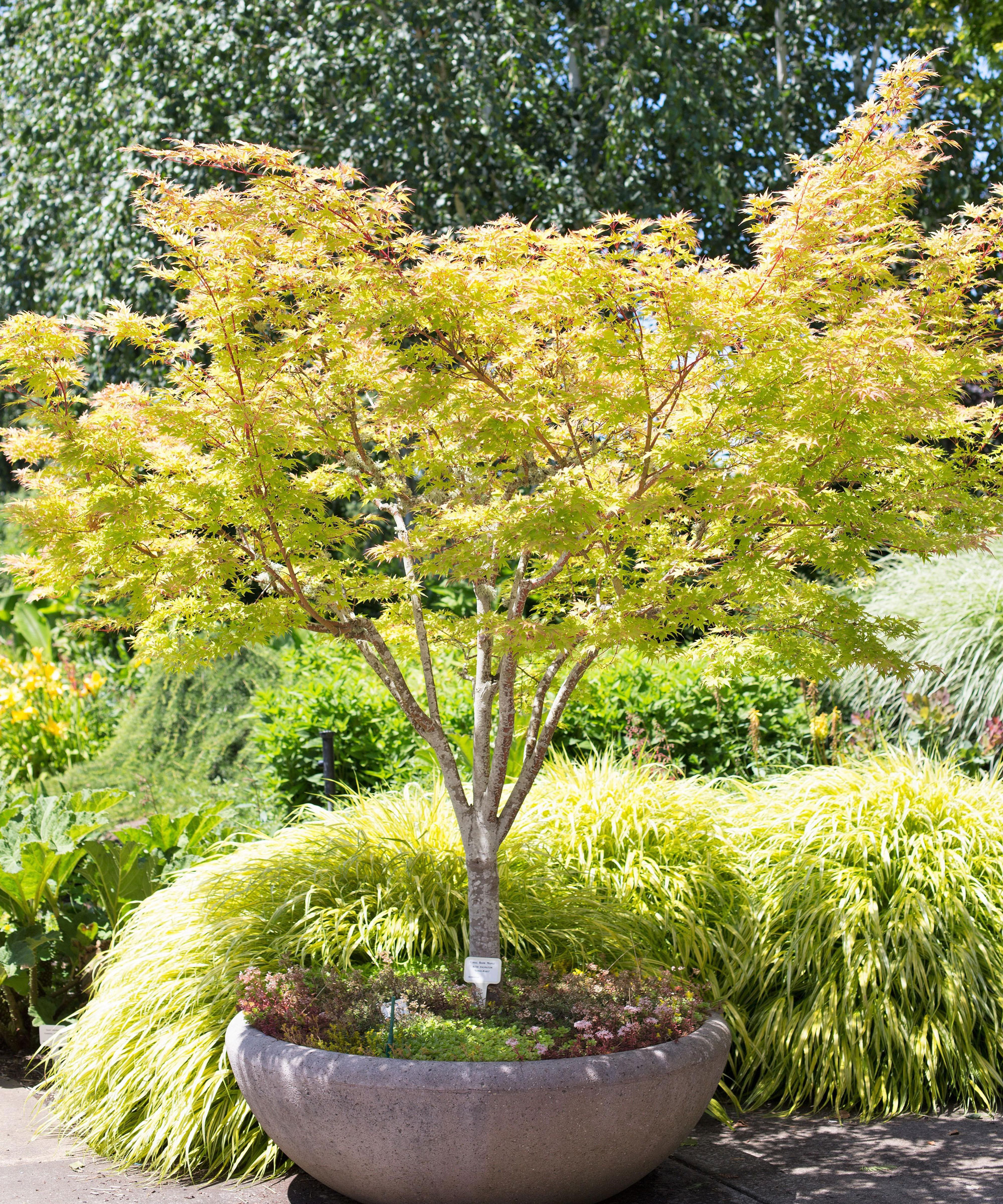 types of japanese maple tree