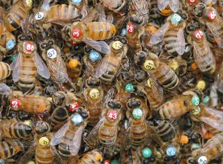 The researchers painted a pink or yellow dot on the bees to identify which nest they were rooting for back at the swarm.