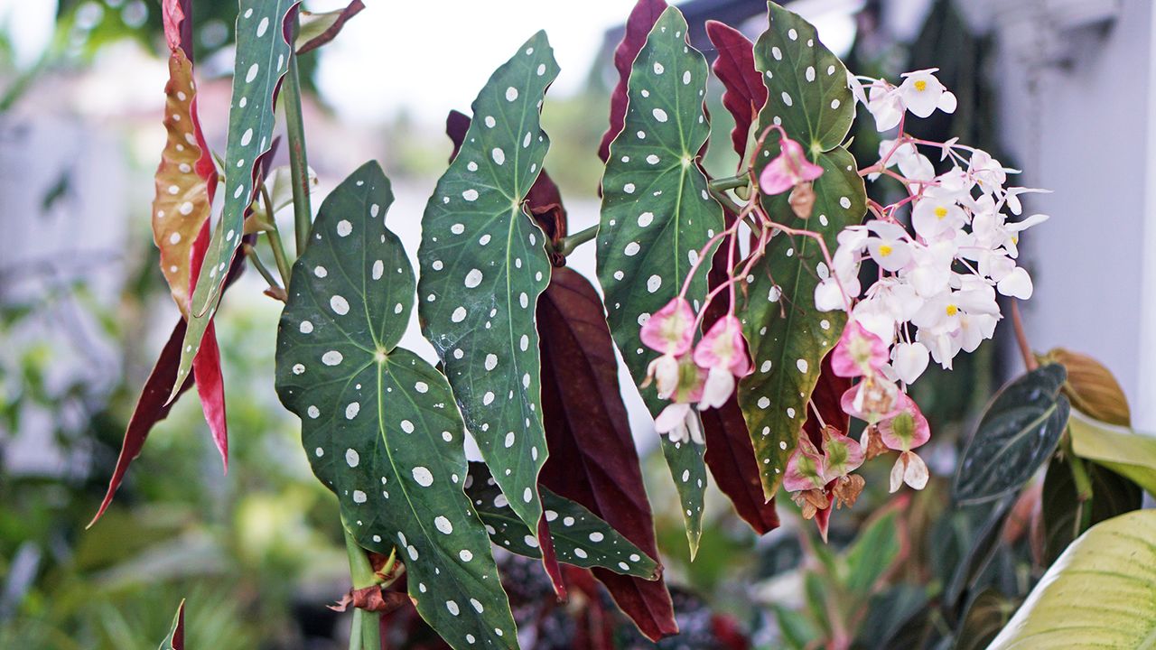 Polka dot begona maculata with pink flowers