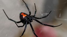 A female black widow spider (Latrodectus), hanging upside-down in her web, showing the red hourglass marking.