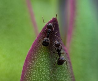 Two ants on a green leaf