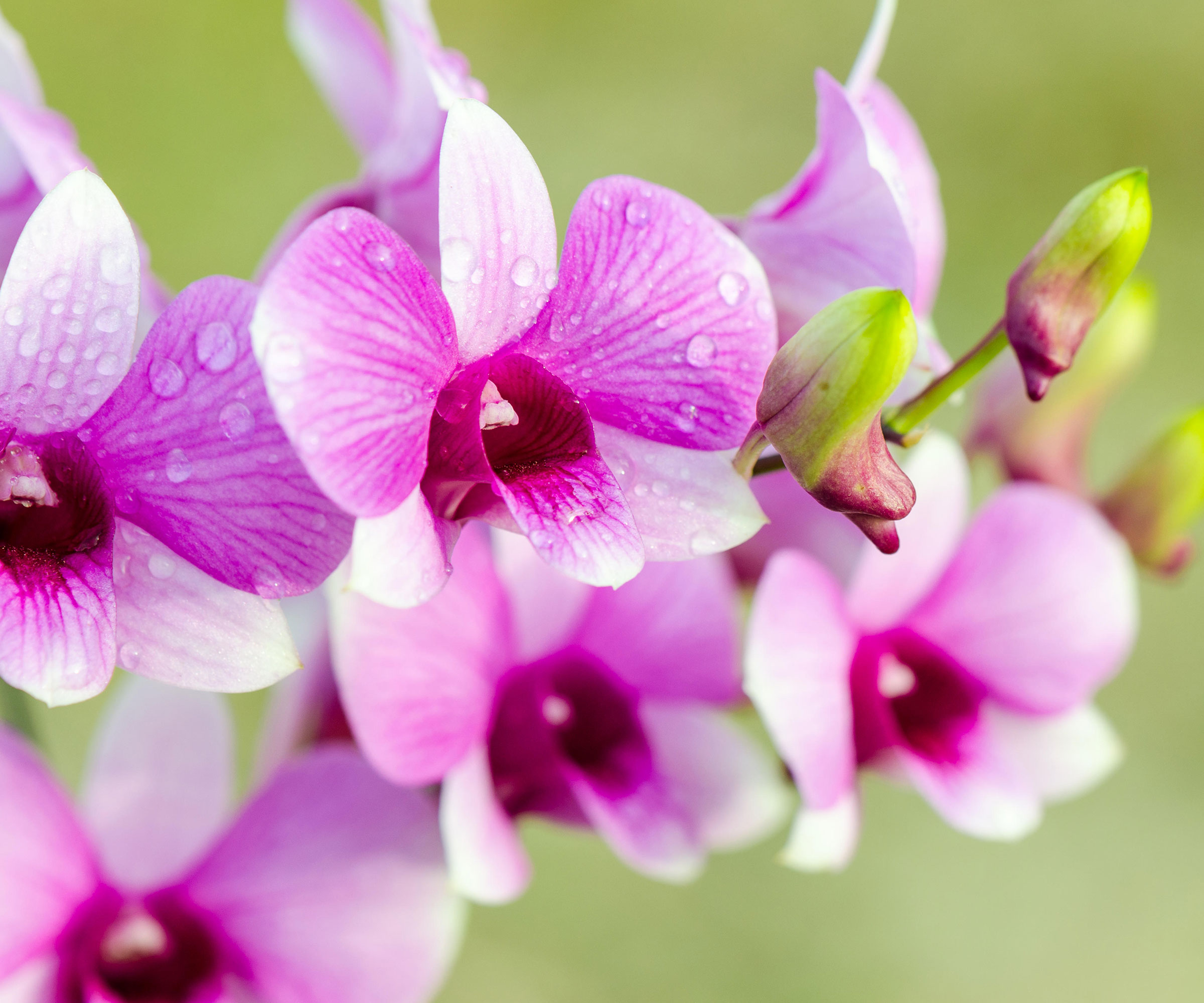 Best Orchid Care After Blooms Die For Longer-Lasting Plants | Gardening ...