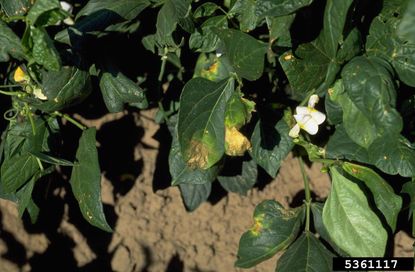 Burnt Leaves On Southern Pea Plant