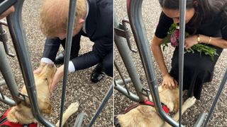 Harry and Meghan meet Louis the Labrador