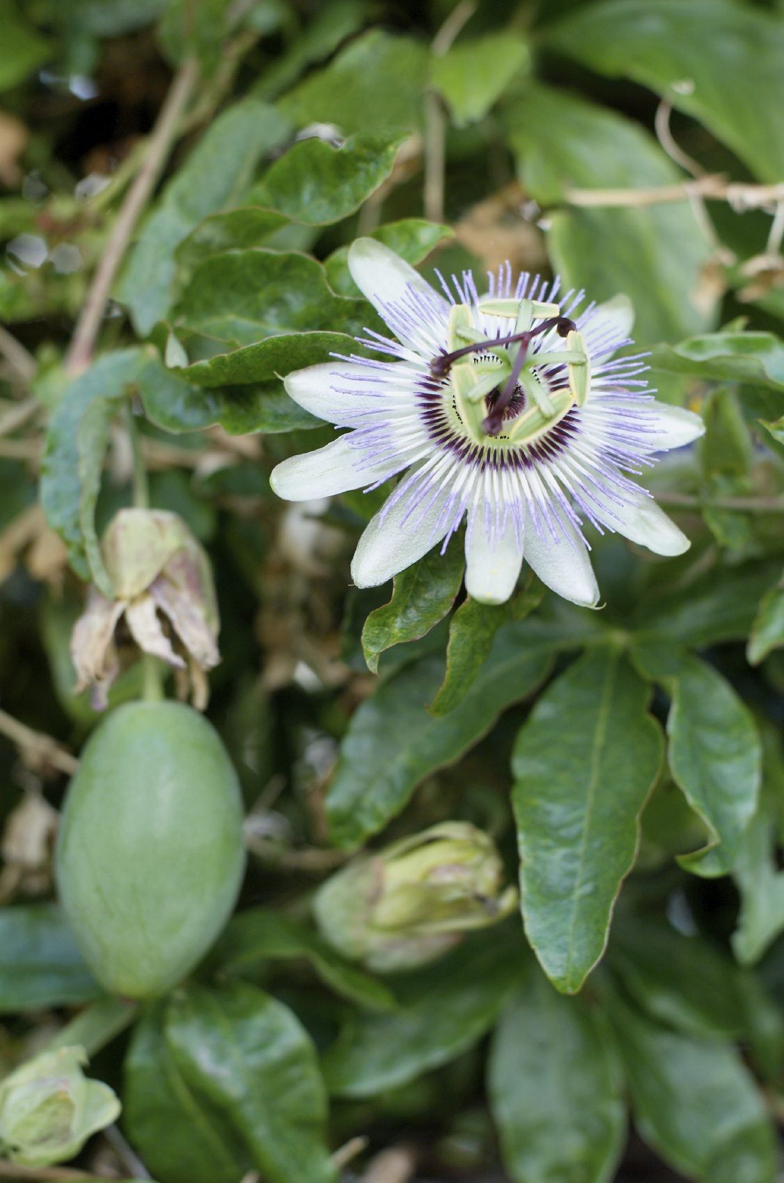 Passion Flower