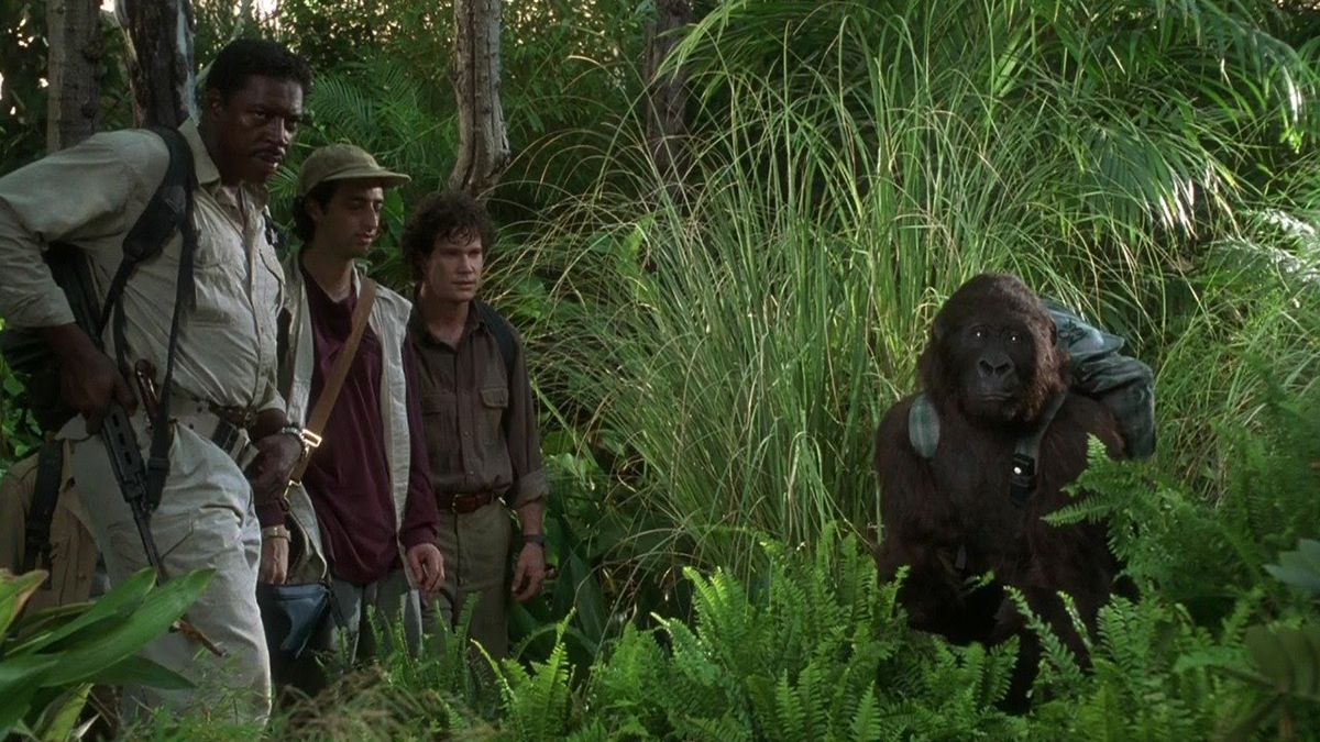 Amy the gorilla in Congo