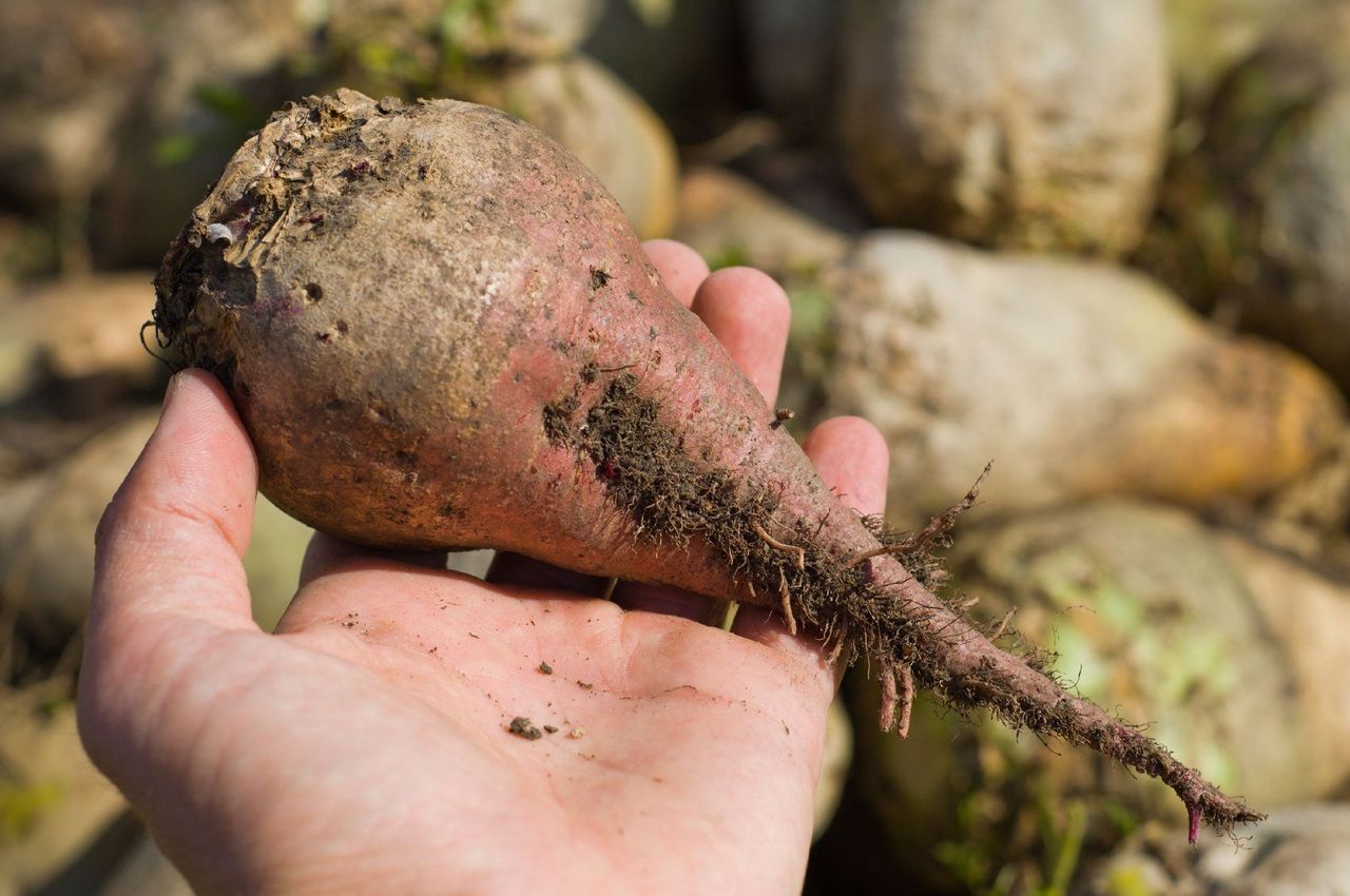 Hand Holding A Root Crop