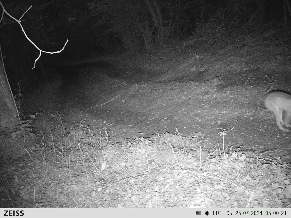 Sample image from the Zeiss Secacam 7 trail camera