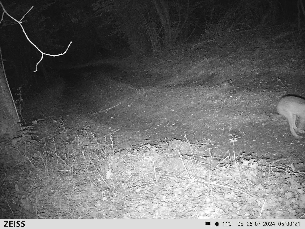 Sample image from the Zeiss Secacam 7 trail camera