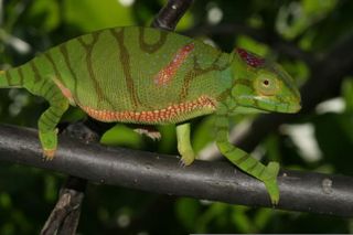 madagascar-chameleon-full-110605